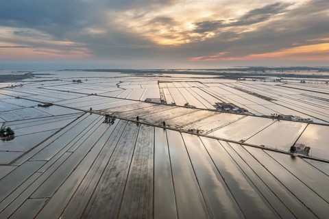 Flooded rice fields in May at daybreak