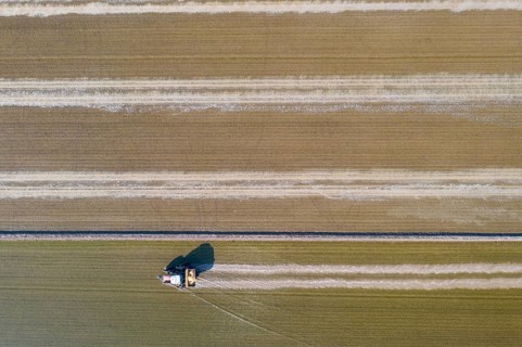 Tractor sowing rice seeds in a flooded rice field in May