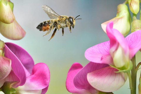 Large Willughby's Leafcutter (Megachile willughbiella) in flight at the flower of broad-leaved vetchling (Lathyrus latifolius)