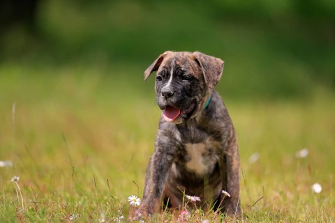 Cane Corso Boxer mix Domestic dog (Canis lupus familiaris)