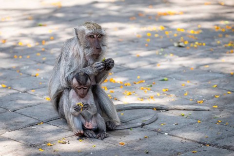 Crab eating macaque (Macaca fascicularis) or Javan monkey