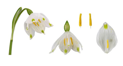 Spring snowflake (Leucojum vernum)