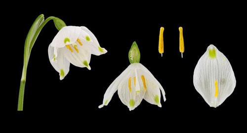 Spring snowflake (Leucojum vernum)