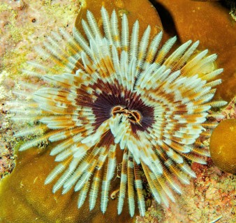 Indo-Pacific Indian Feather Duster Worm (Sabellastarte spectabilis)