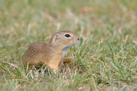 European ground squirrel (Spermophilus citellus)