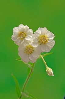 Fine leaved water dropwort (Oenanthe aquatica)