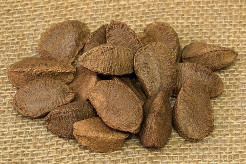 Brazil nut (Bertholletia excelsa)