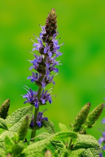 Woodland sage (Salvia nemorosa)