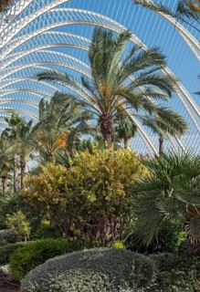 Plants at The Umbracle