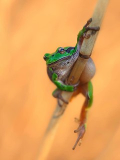 European tree frog (Hyla arborea) hanging from a reed