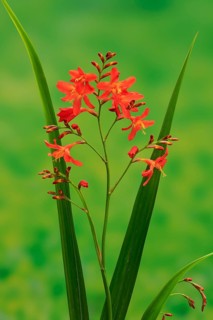 Montbretia (Crocosmia x crocosmiiflora)