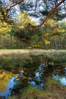 Forest lake bei Sonne
