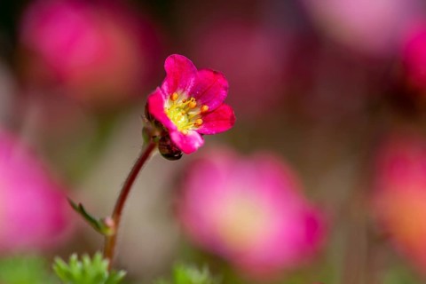 Flowering moss saxifrage