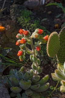 Mexican fire cracker (Echeveria setosa)