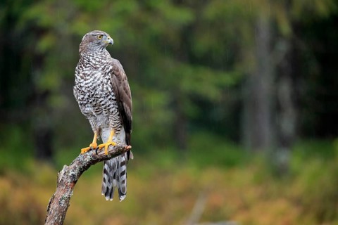 Northern goshawk (Accipiter gentilis)