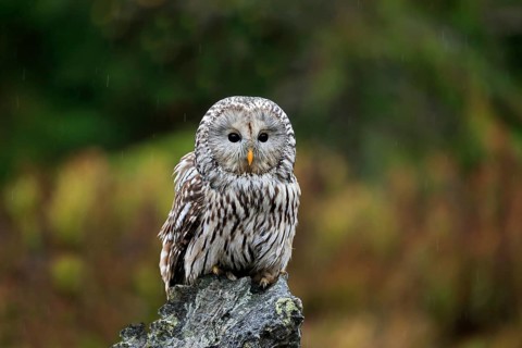 Ural owl (Strix uralensis)
