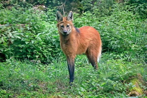 Maned wolf (Chrysocyon brachyurus)