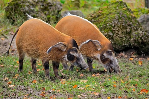 Brush-eared pig (Potamochoerus porcus pictu)