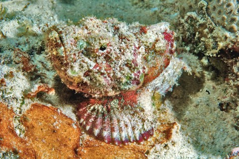False stonefish (Scorpaenopsis diabolus)