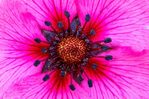 Dark crimson cinquefoil (Potentilla atrosanguinea)
