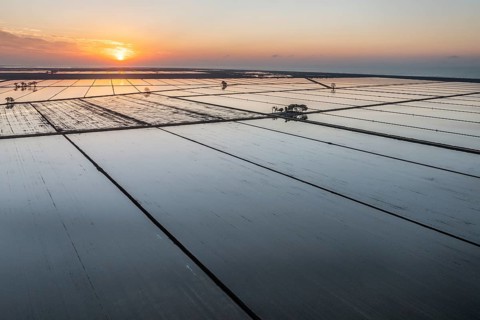 Flooded rice fields in May at sunrise