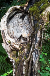 Face-like growth on an old trunk of a crab apple (Malus sylvestris) tree