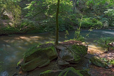 Spruce on a rock in the Schwarzachklamm