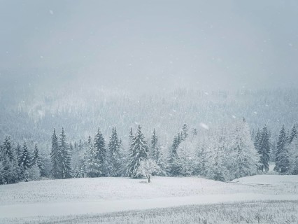 Winter snowfall landscape in Carpathian mountains. Wonderful idyllic snowing scene with a bench under a lone tree in front of a coniferous forest under snow. Foggy white woodland sceneryin Bukovel
