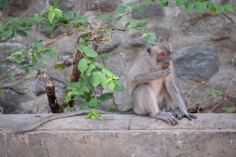 Crab eating macaque (Macaca fascicularis) or Javan monkey