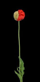 Poppy flowers (Papaver rhoeas)