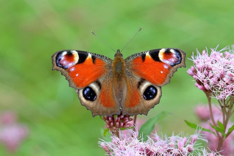European peacock (Aglais io) on common waterweed (Eupatorium cannabinum)