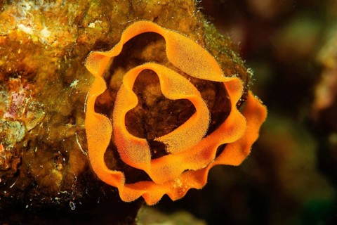 Clutches of marine nudibranch (Halgerda malesso)