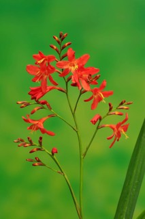 Montbretia (Crocosmia x crocosmiiflora)