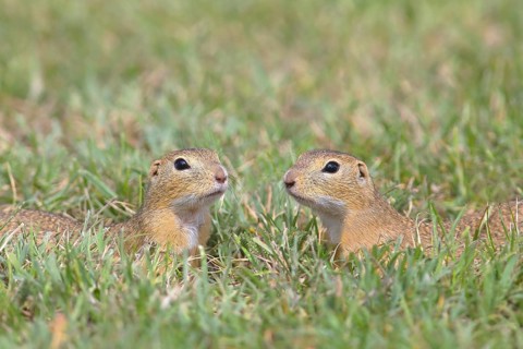 Two European ground squirrel (Spermophilus citellus)
