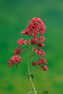 Red valerian (Centranthus ruber)