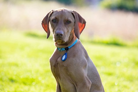 Vizsla puppy
