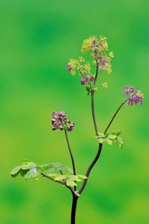 Columbine greater meadow rue (Thalictrum aquilegiifolium)