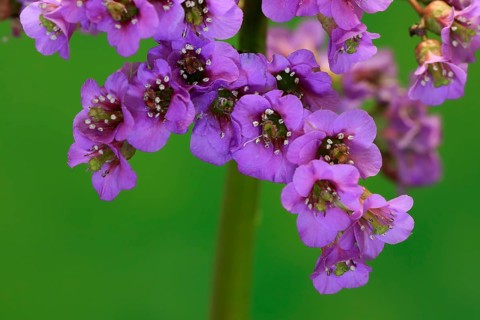 Bergenia