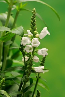 Obedience (Physostegia virginiana)
