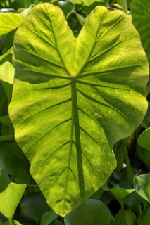 Taro (Colocasia esculenta) leaf structure