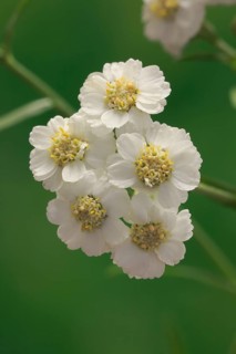 Fine leaved water dropwort (Oenanthe aquatica)