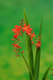 Montbretia (Crocosmia x crocosmiiflora)