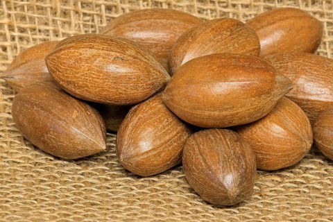 Pecan (Carya illinoinensis)