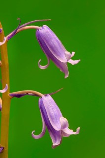 Spanish bluebell (Hyacinthoides hispanica)