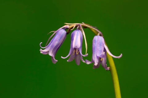Spanish bluebell (Hyacinthoides hispanica)