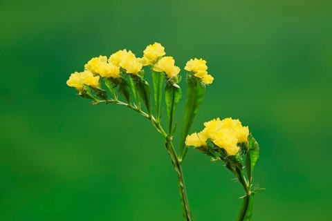 Sea Lavender (Limonium)