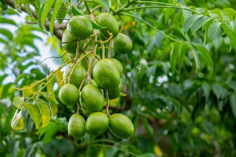 Hog plums (Spondias Mombin)