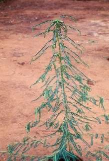 Phyllanthus amarus: Jangli amli