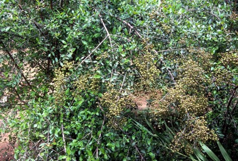 Lawsonia inermis linn: Henna