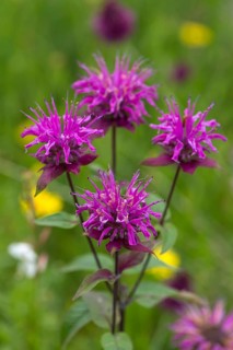 Indian nettle (Monarda menthifolia)